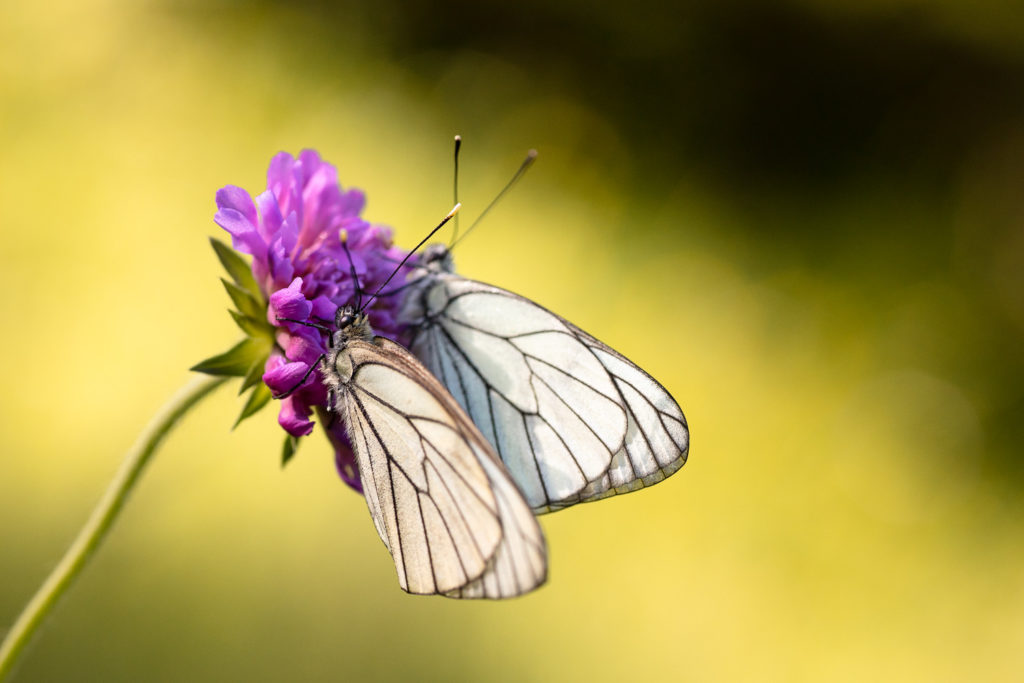 Un oeil sur la Nature | FRANCE – Papillons et fleurs de montagne