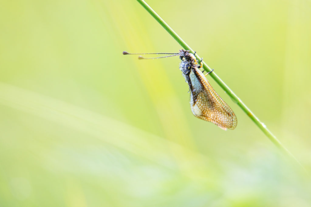 Un oeil sur la Nature | FRANCE – Papillons et fleurs de montagne
