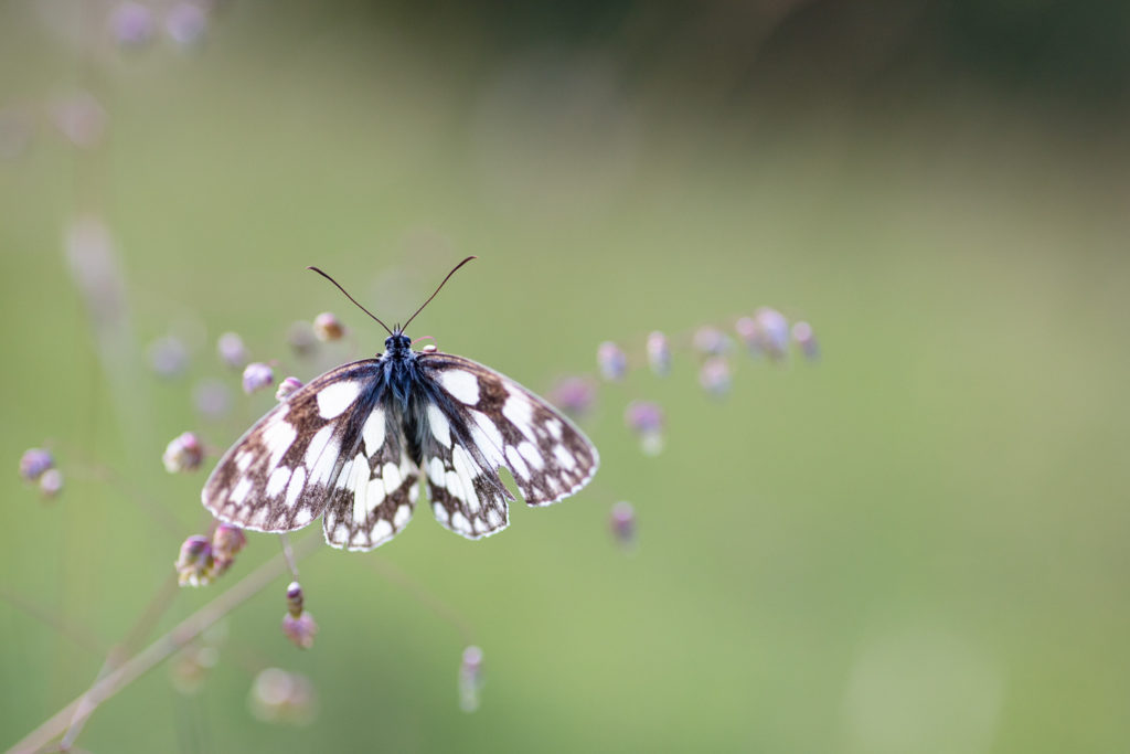 Un oeil sur la Nature | FRANCE – Papillons et fleurs de montagne