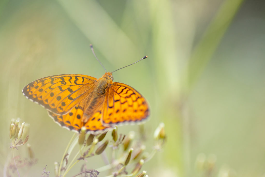Un oeil sur la Nature | FRANCE – Papillons et fleurs de montagne