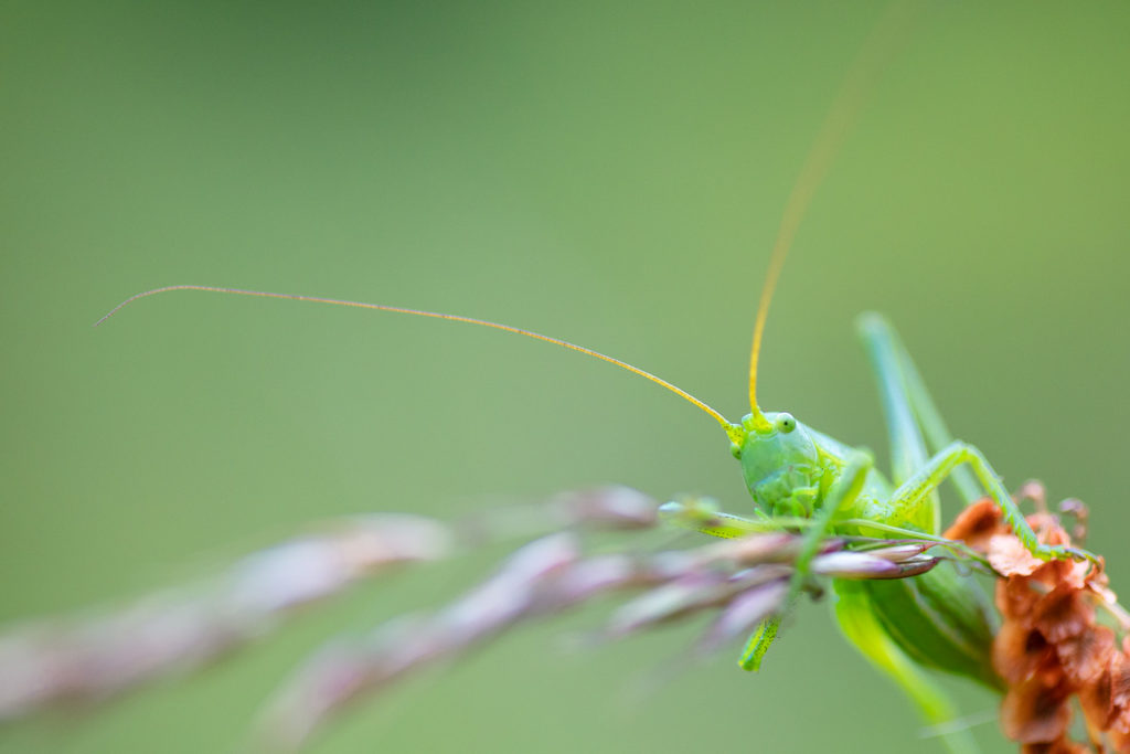Un oeil sur la Nature | FRANCE – Papillons et fleurs de montagne