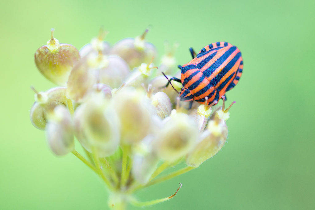 Un oeil sur la Nature | FRANCE – Papillons et fleurs de montagne