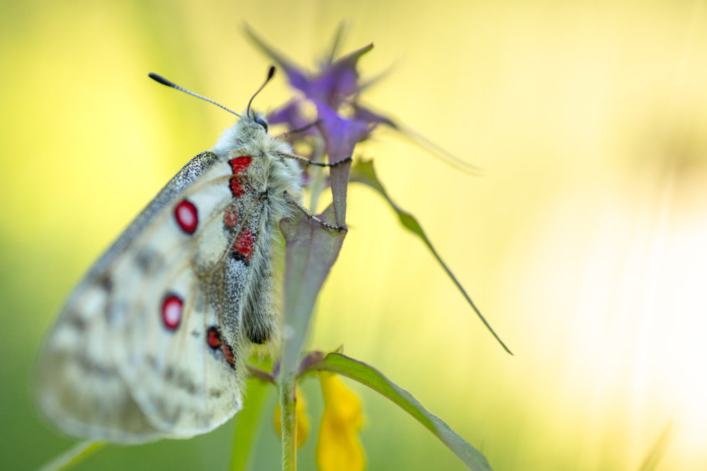 Un oeil sur la Nature | FRANCE – Papillons et fleurs de montagne