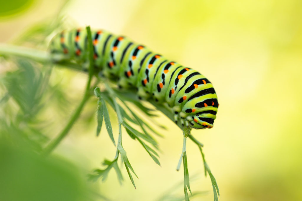 Un oeil sur la Nature | FRANCE – Papillons et fleurs de montagne