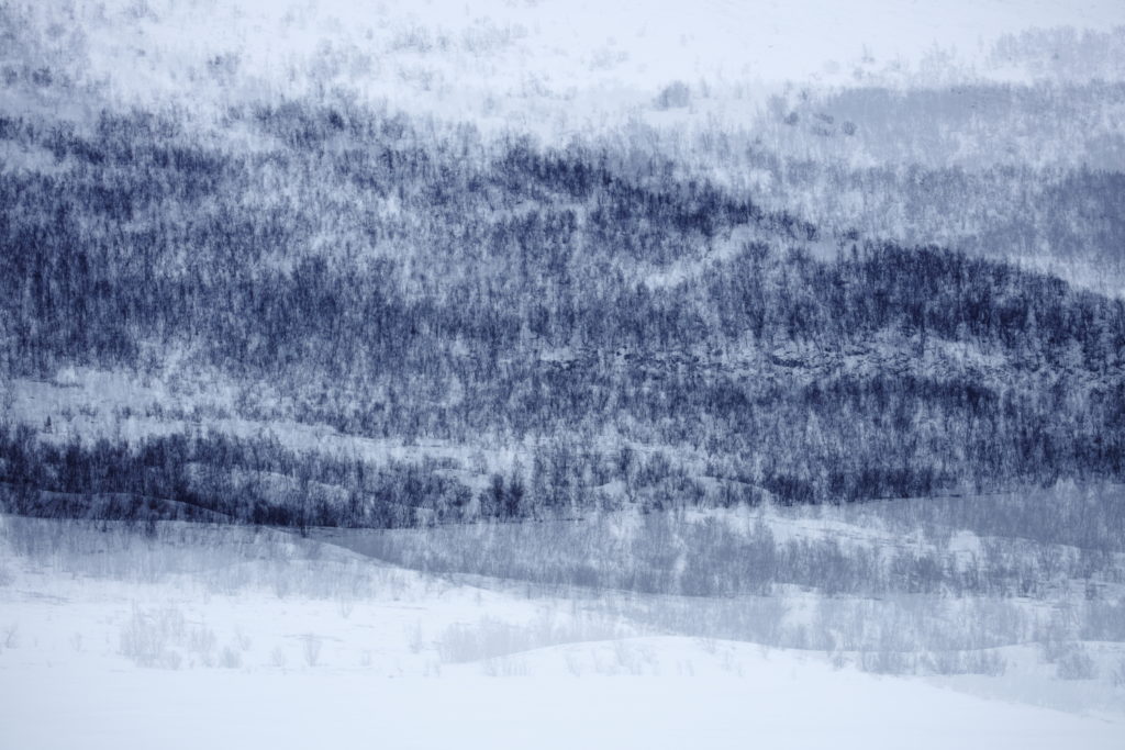 Un oeil sur la Nature | NORVEGE – Au pays des bœufs musqués