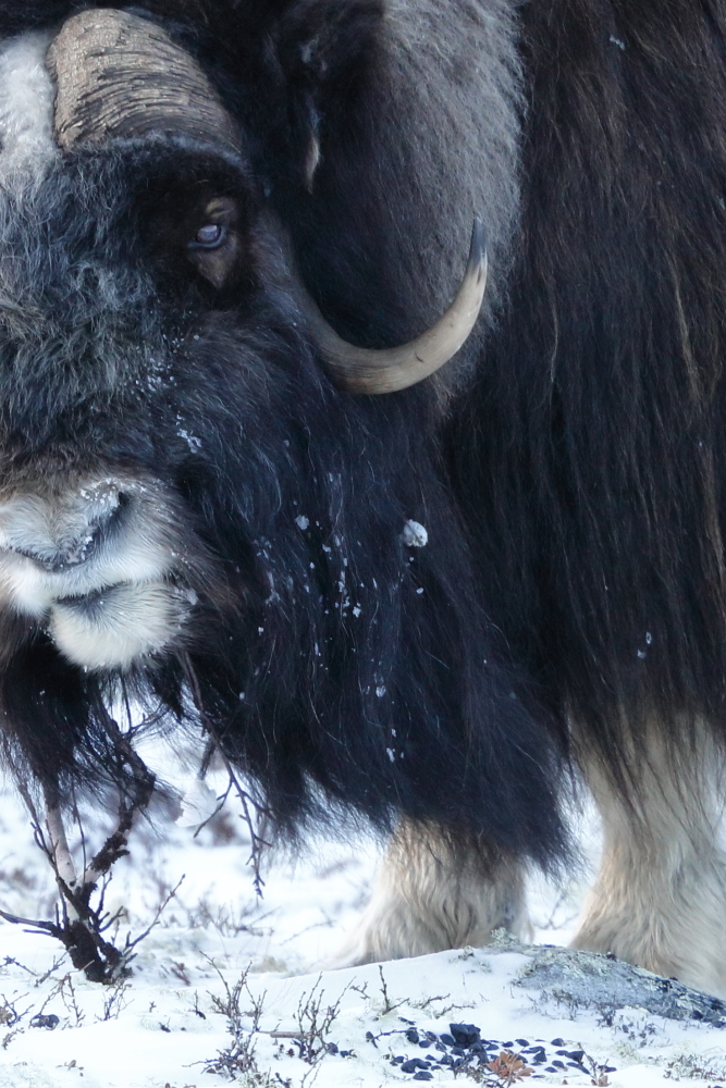 Norvege Dovrefjell Au Pays Des Bœufs Musques Norvege Dovrefjell Au Pays Des Bœufs Musques
