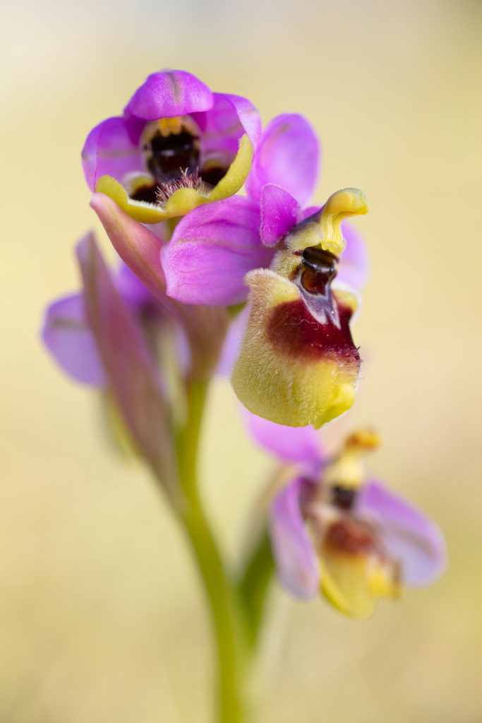 Ophrys tenthredinifera photographié en stage photo orchidée dans la Drôme