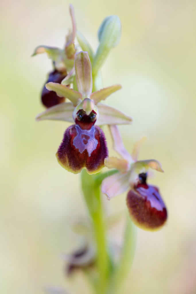 Ophrys occidentalis en stage photo orchidées dans la Drôme