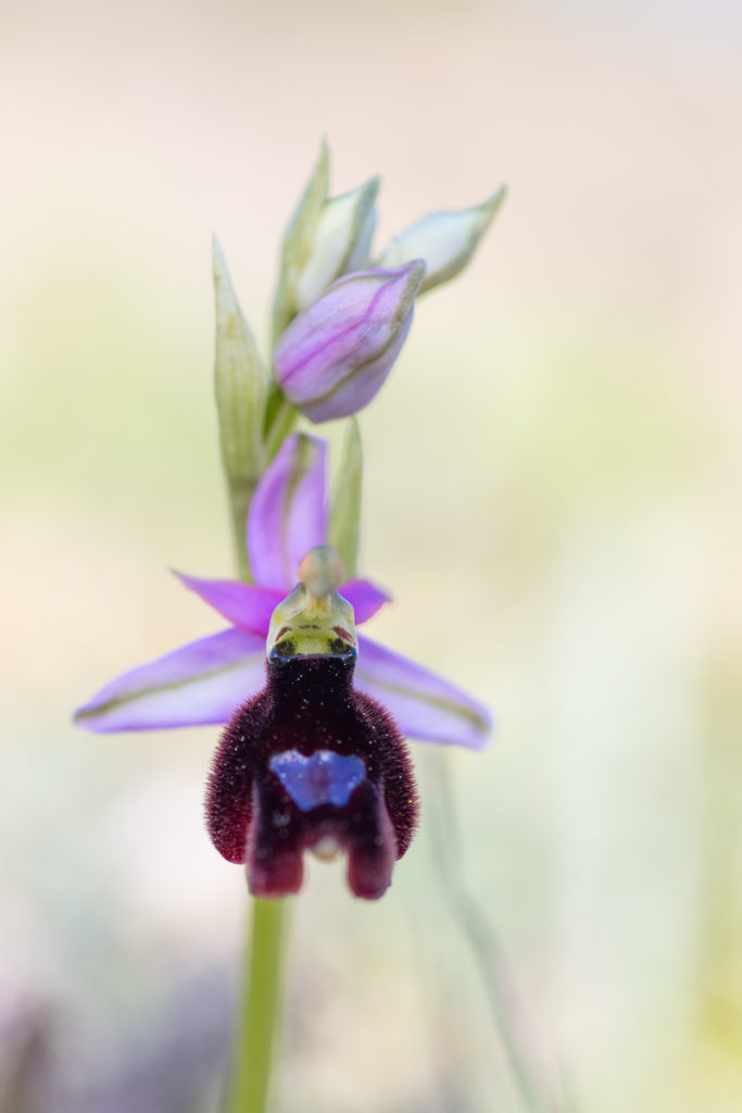 Ophrys aurelia durant un stage photo orchidées dans la chaine de l'Estaque