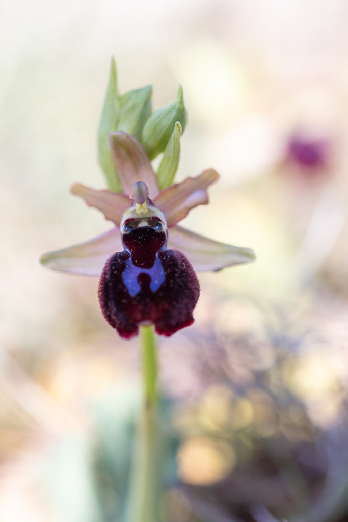 hybride Ophrys passionis x Ophrys aurelia dans l'Estaque