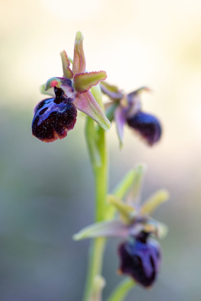 Ophrys passionis en stage photo orchidées dans le sud de la France