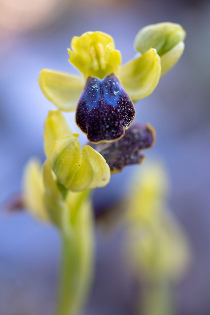 Ophrys delforgei en macrophoto dans l'Estaque