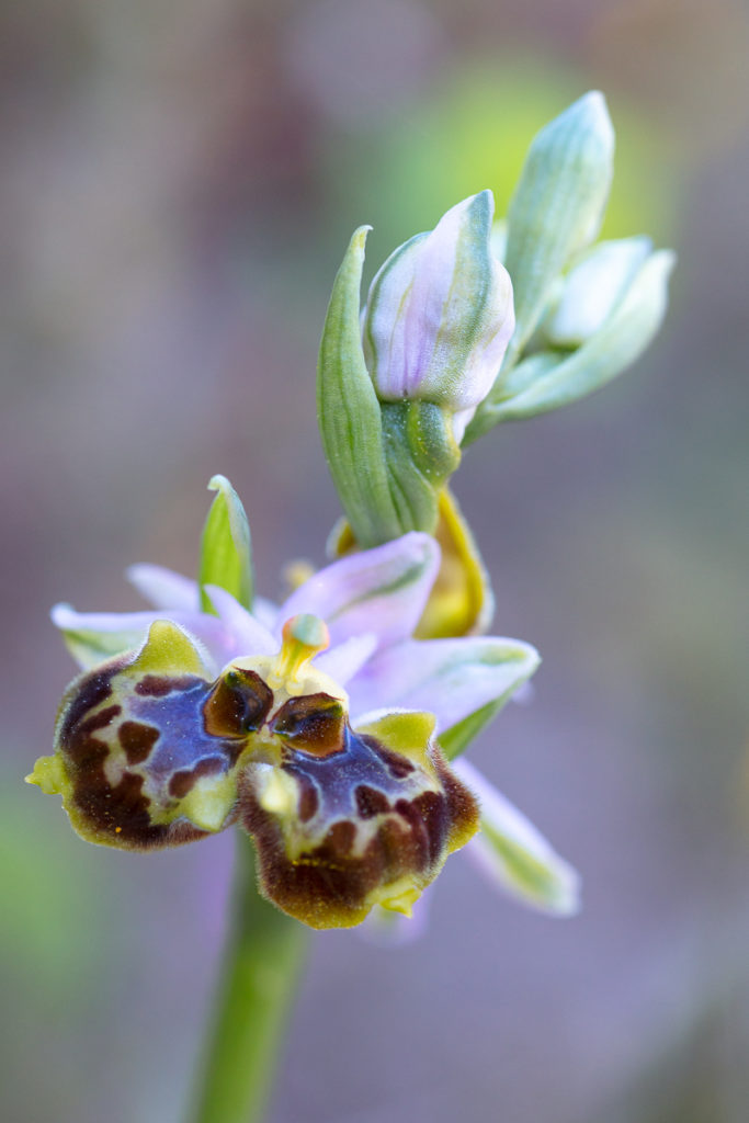 Ophrys linearis en stage photo dans la chaine de l'Estaque