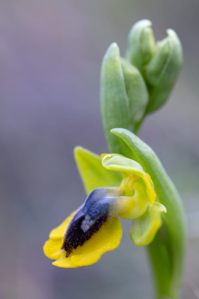 Ophrys lutea en stage photo dans l'Estaque