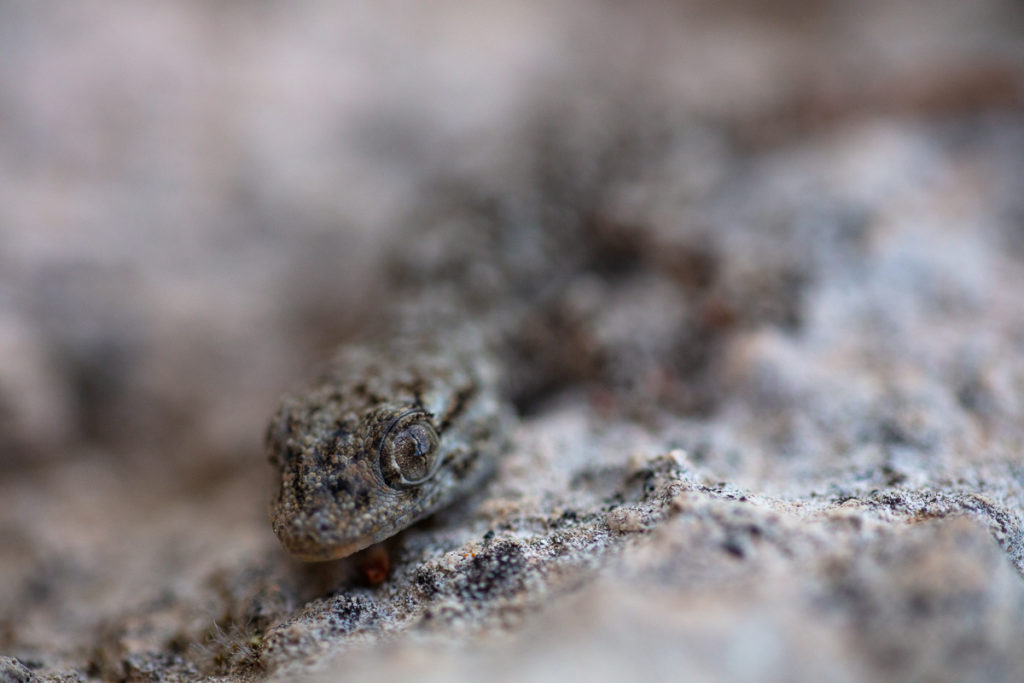 Tarente de Maurétanie en macrophoto dans les Bouches du Rhône