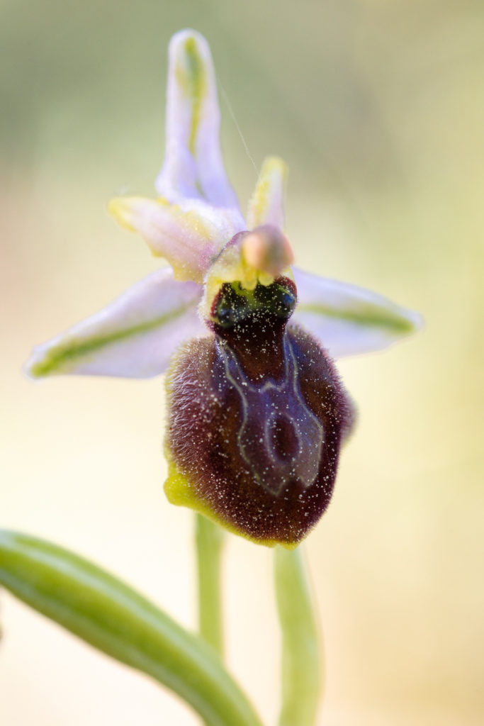 Ophrys splendida photographié dans le Var