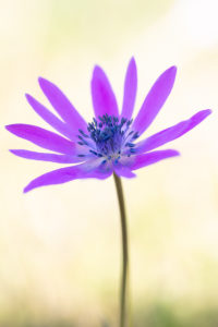 Anemona hortensis dans la Plaine des Maures