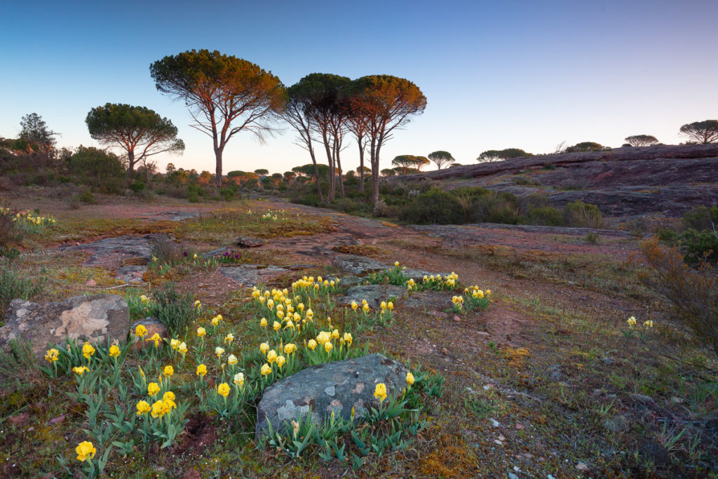 paysage de la réserve naturelle de la Plaine des Maures