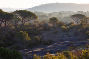 paysage de la Plaine des Maures, dans le Var