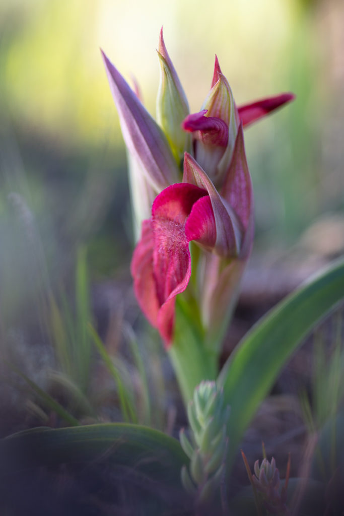 Serapias neglecta en stage photo orchidées dans la Plaine des Maures