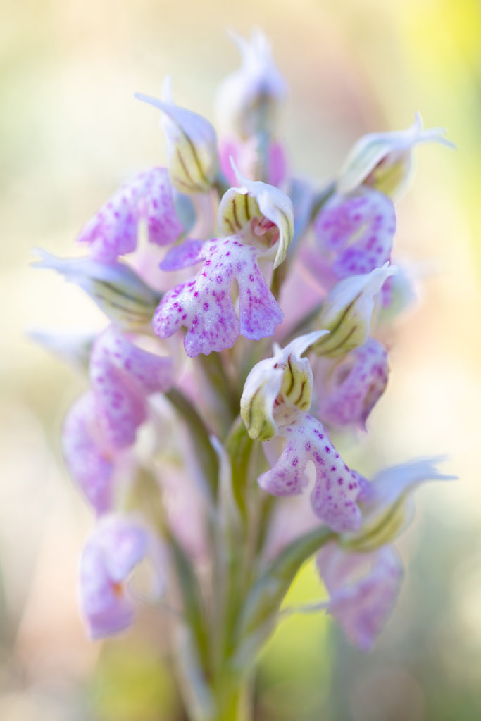 Neotinea lactea, orchidée photographiée en stage photo dans le Var