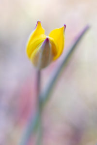 tulipe australe en stage macro