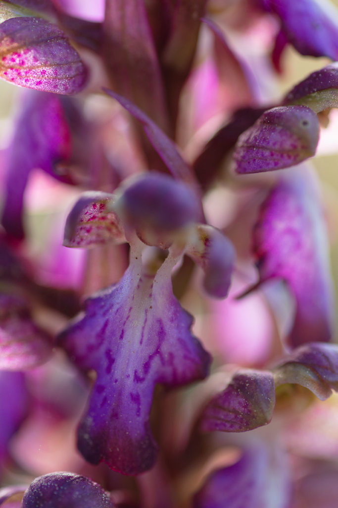 orchidée barlia en stage de macrophoto dans la Drôme