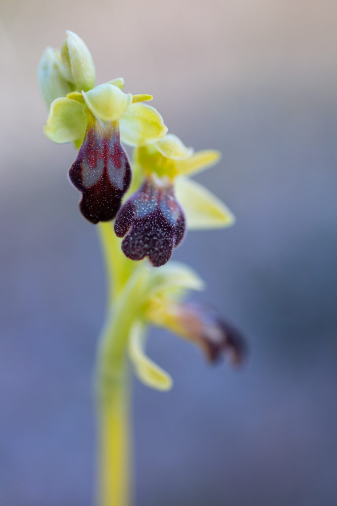 Ophrys forestieri en stage photo orchidées