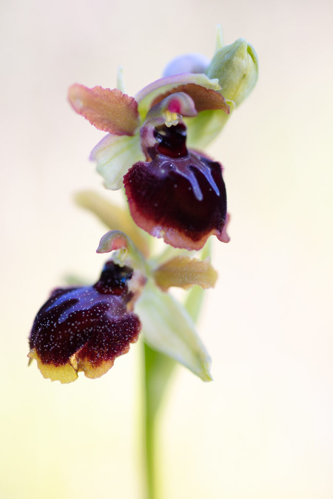 Ophrys passionis en stage photo sur les orchidées