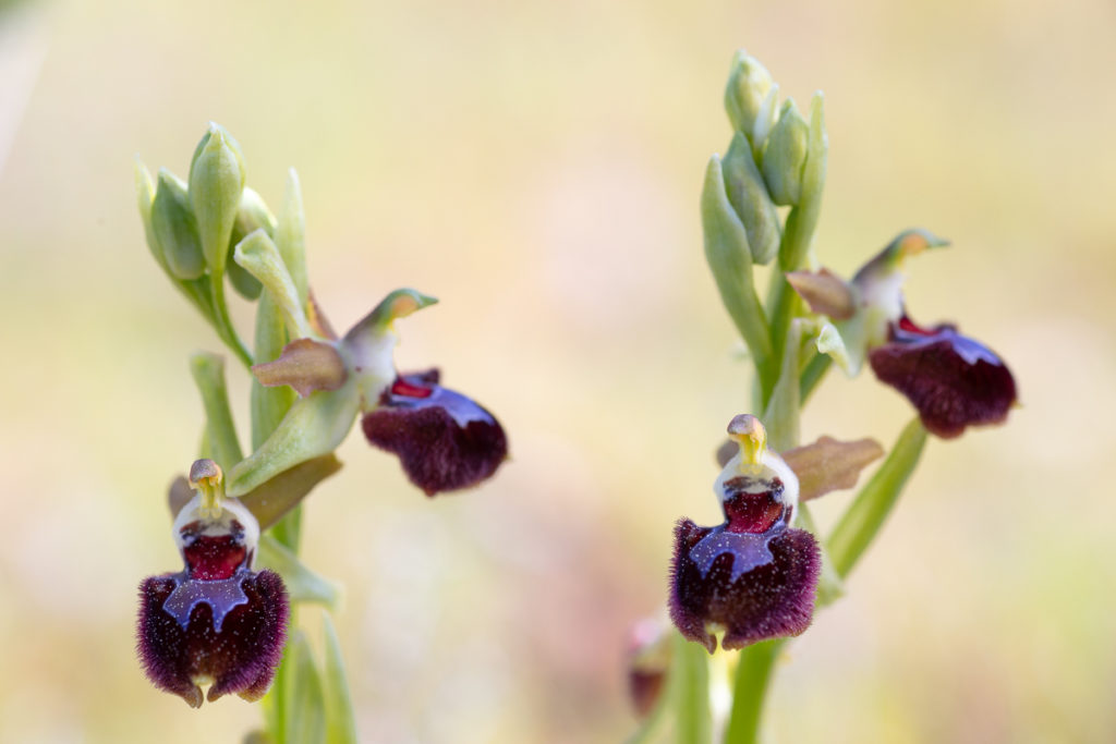 Ophrys provincialis pendant un stage photo dans le sud de la France