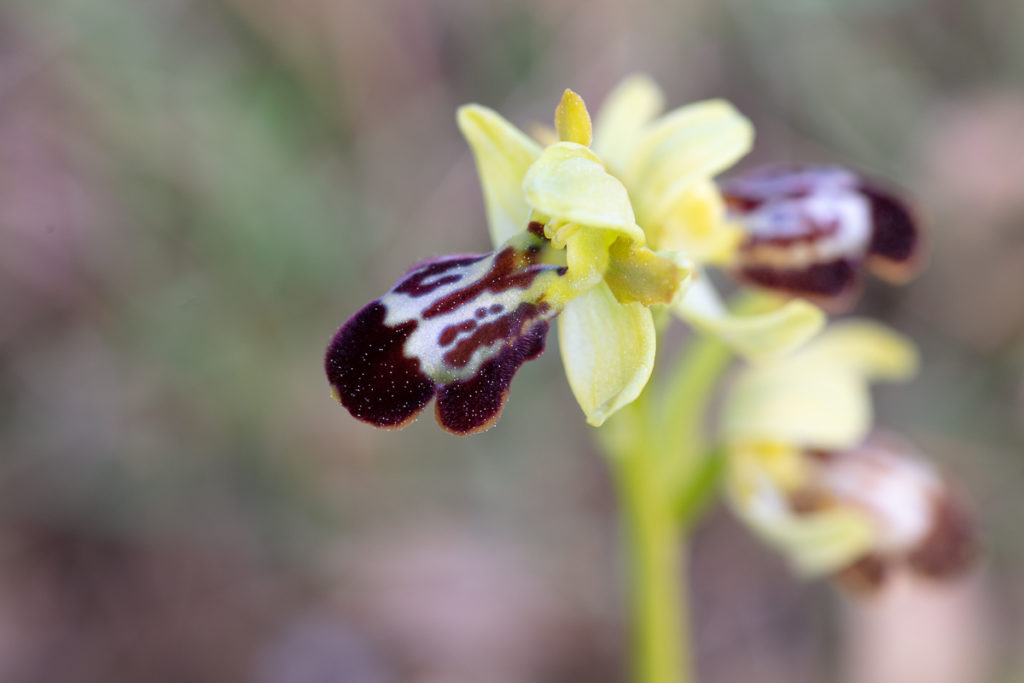 Hybride Ophrys forestieri x Ophrys passionis durant un stage de macrophotographie