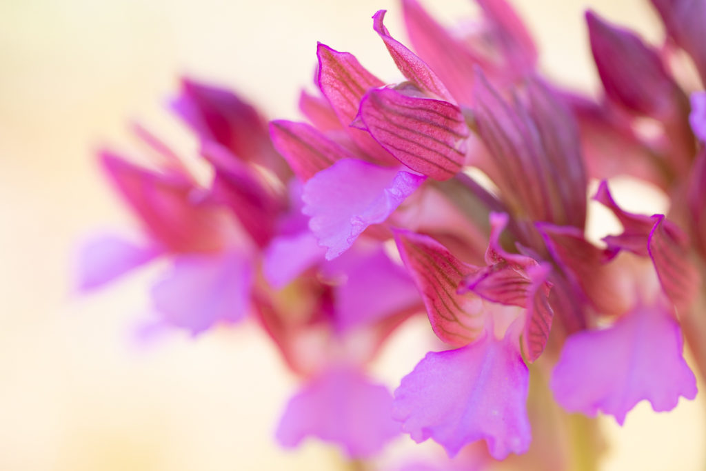 Anacamptis papilionacea photographié en stage photo orchidée dans le Drôme