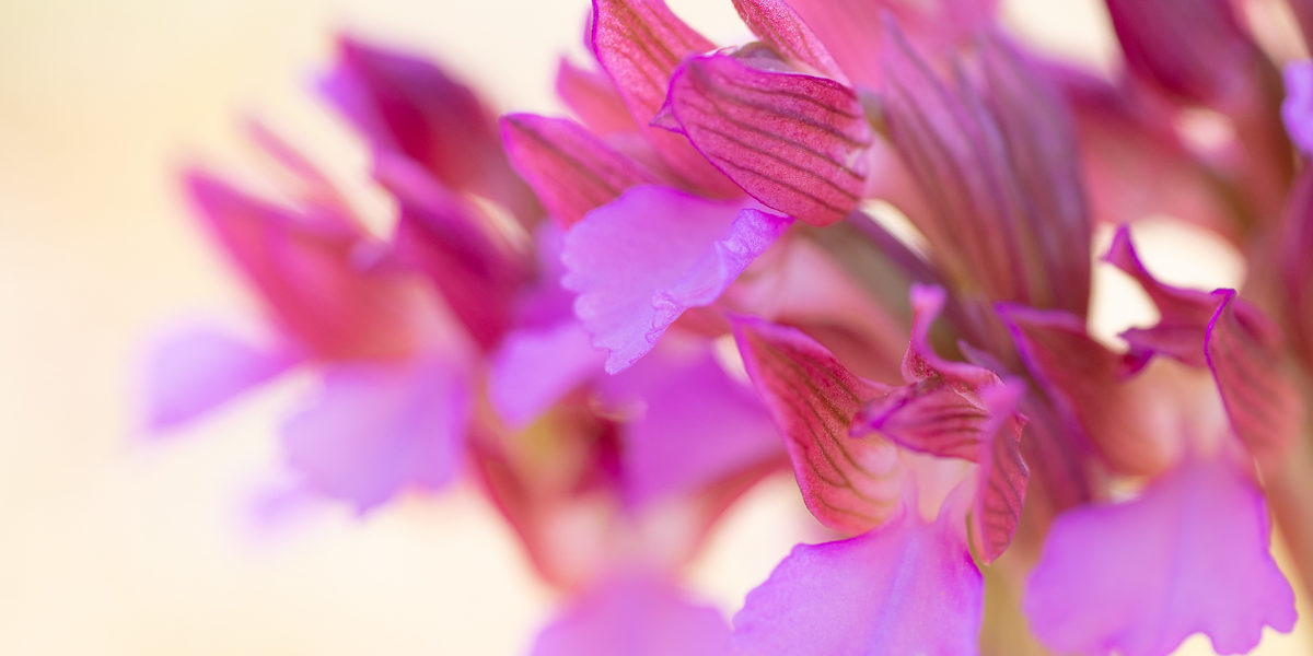 Anacamptis papilionacea Anacamptis papilionacea photographié en stage photo orchidée dans le Drôme