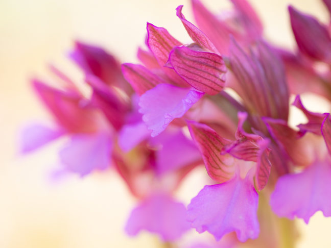 Anacamptis papilionacea photographié en stage photo orchidée dans le Drôme