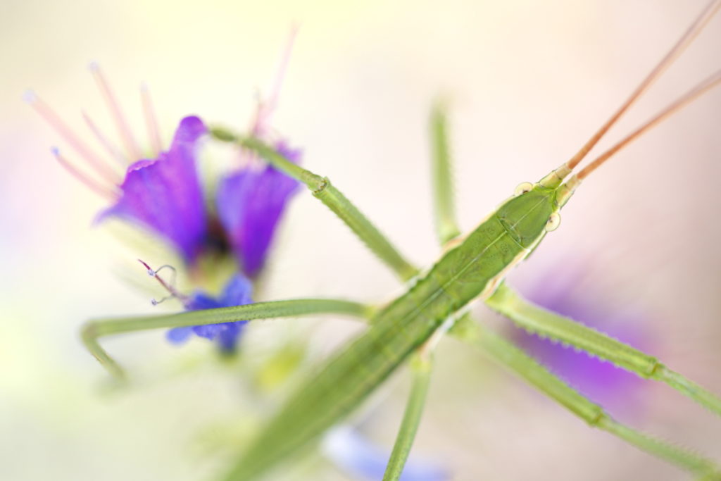 Un oeil sur la Nature | FRANCE – Macrophotographie