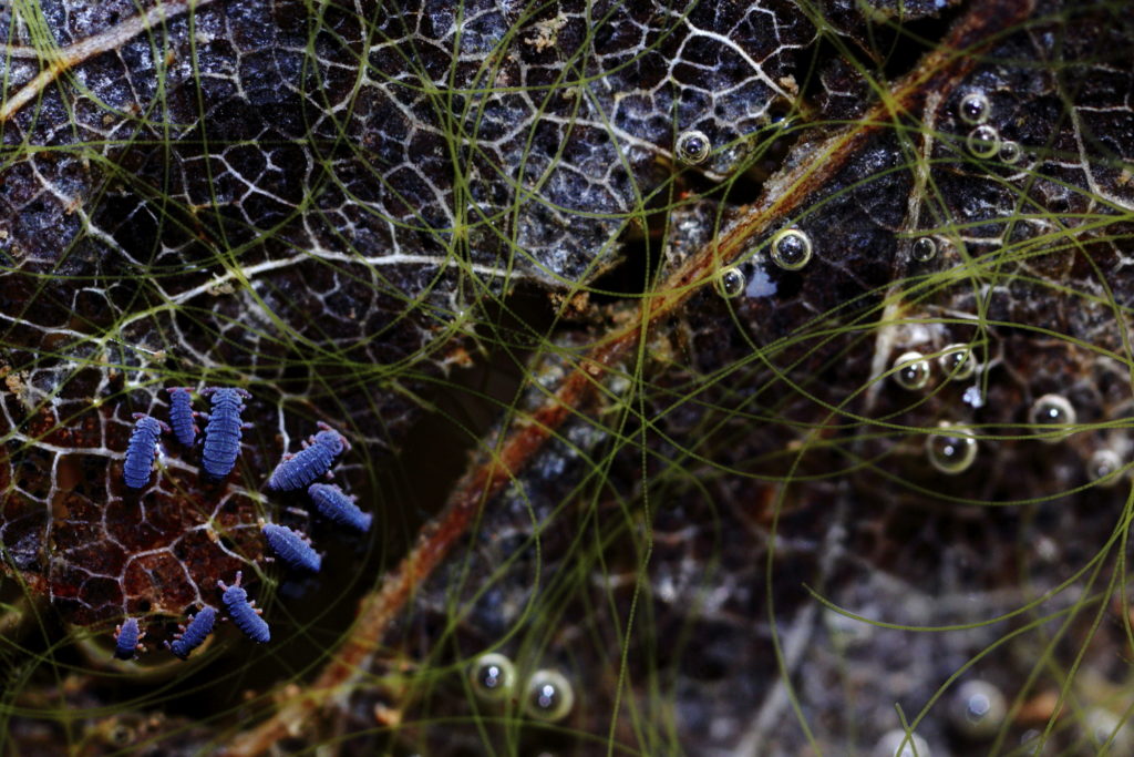 Un oeil sur la Nature | FRANCE – Macrophotographie