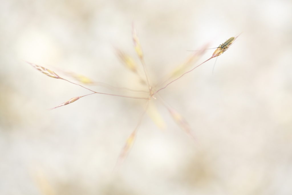 Un oeil sur la Nature | FRANCE – Macrophotographie