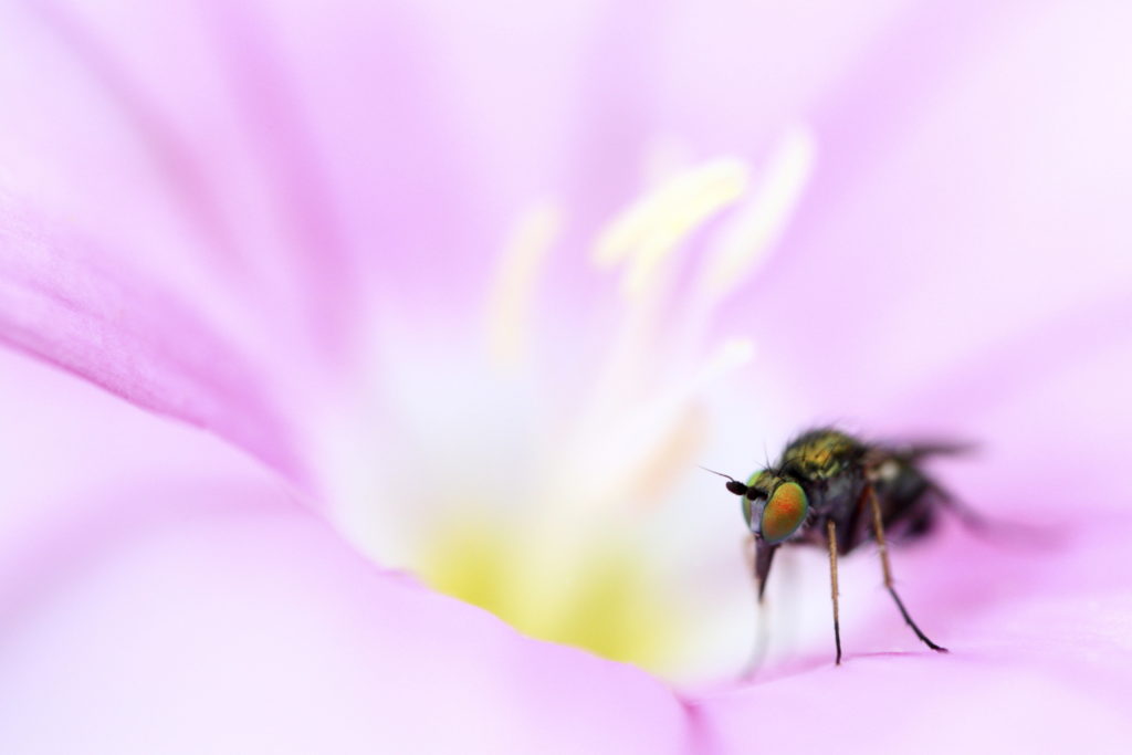 Un oeil sur la Nature | FRANCE – Macrophotographie