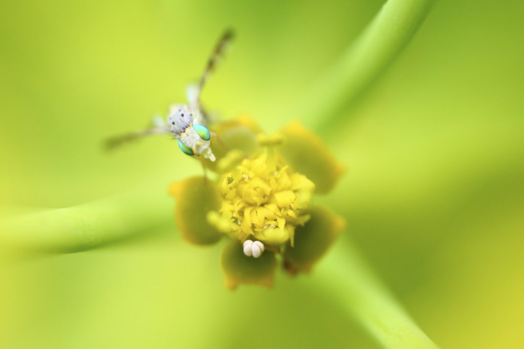 Un oeil sur la Nature | FRANCE – Macrophotographie