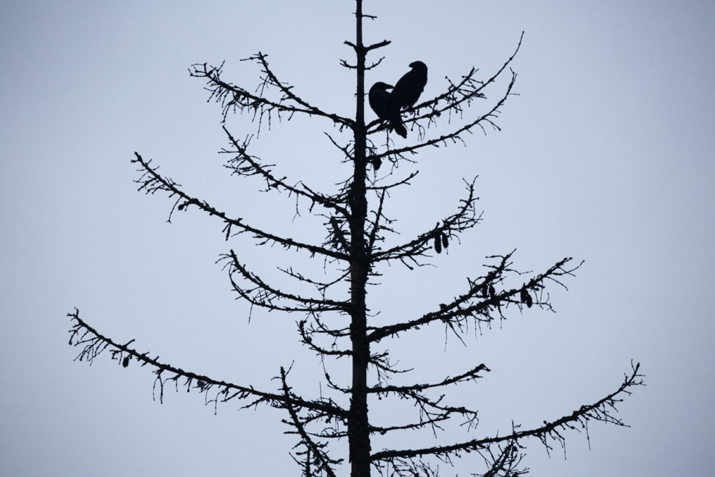 Un oeil sur la Nature | POLOGNE – Mythiques Carpates 