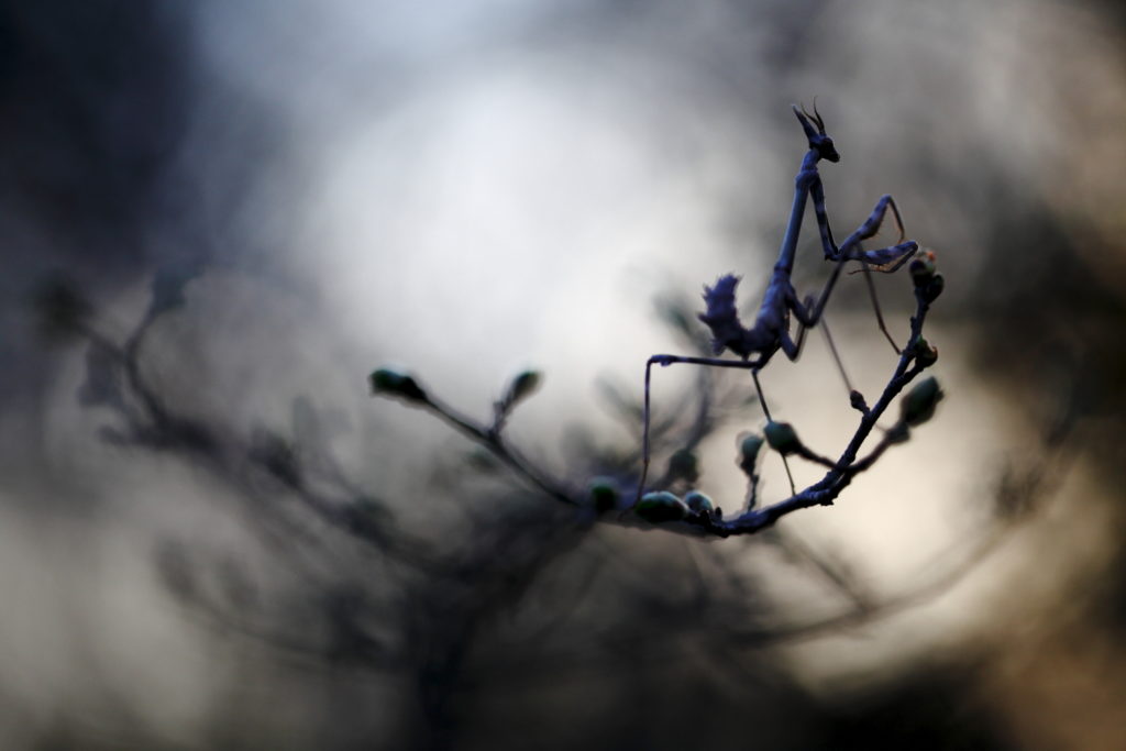 Un oeil sur la Nature | FRANCE – Macrophotographie