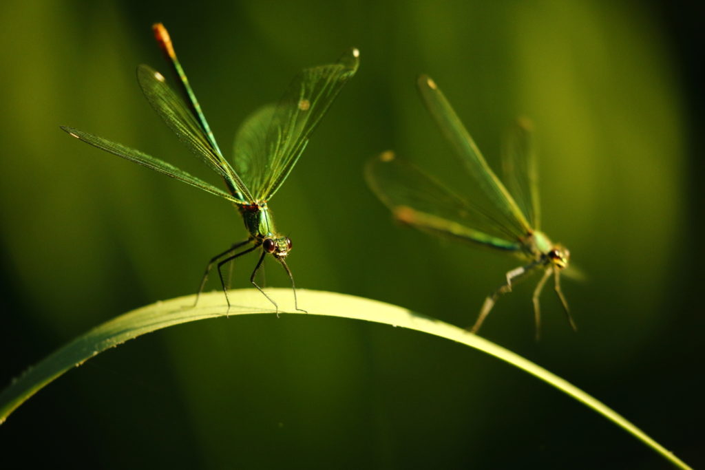 Un oeil sur la Nature | FRANCE – Effervescence en bords de rivières