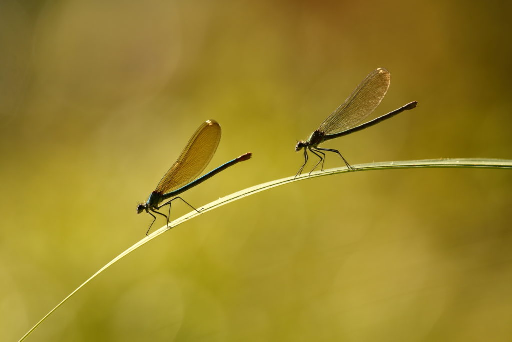 Un oeil sur la Nature | FRANCE – Effervescence en bords de rivières