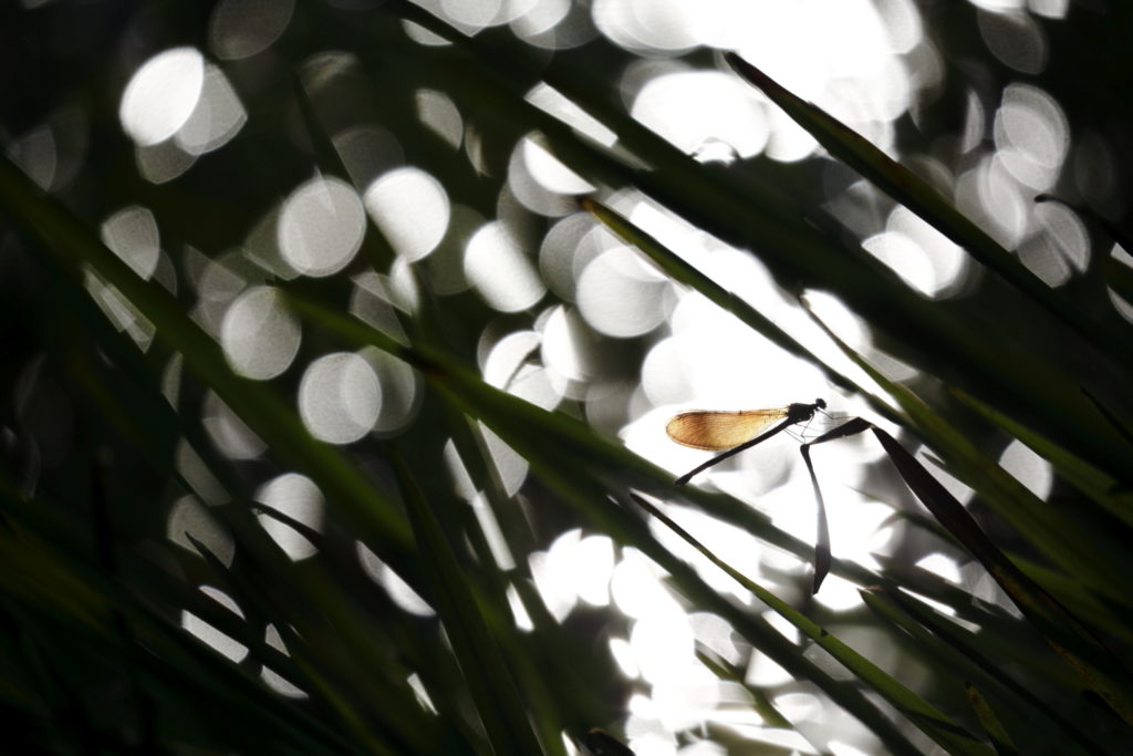 Un oeil sur la Nature | FRANCE – Effervescence en bords de rivières