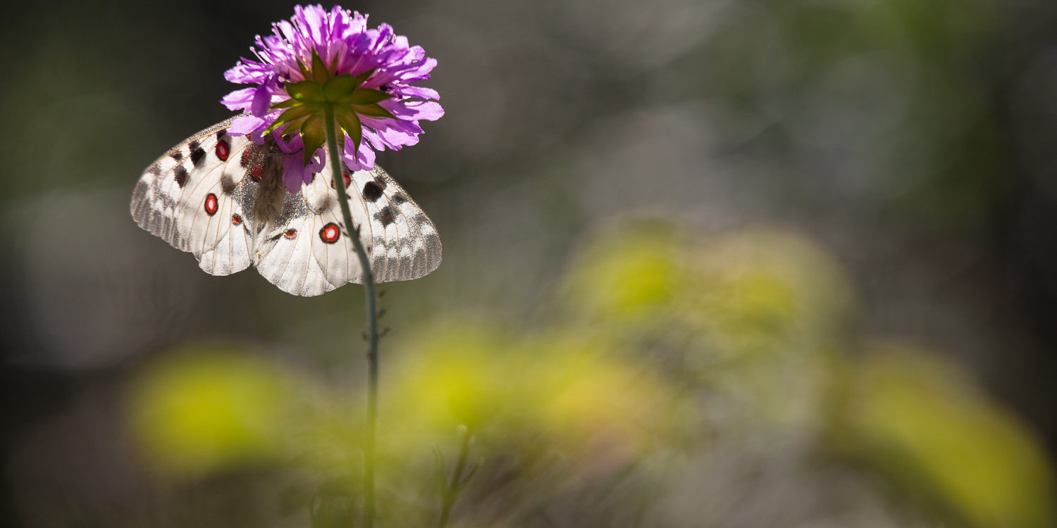 contre-jour sur un Apollon (Parnassius apollo) pendant le stage photo papillons de montagne