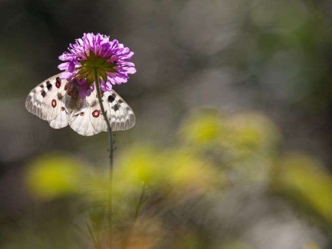 contre-jour sur un Apollon (Parnassius apollo) pendant le stage photo papillons de montagne