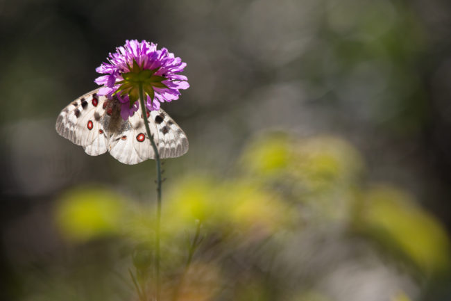 contre-jour sur un Apollon (Parnassius apollo) pendant le stage photo papillons de montagne