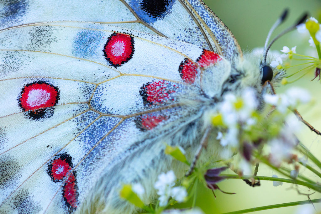 Un oeil sur la Nature | FRANCE – Papillons et fleurs de montagne