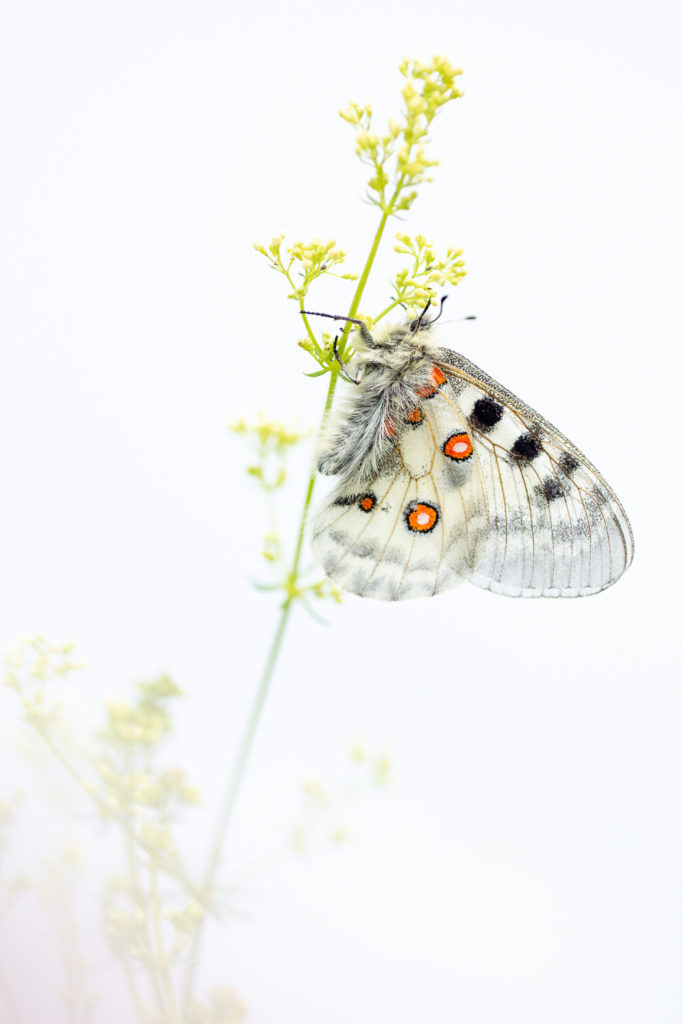 Un oeil sur la Nature | FRANCE – Papillons et fleurs de montagne