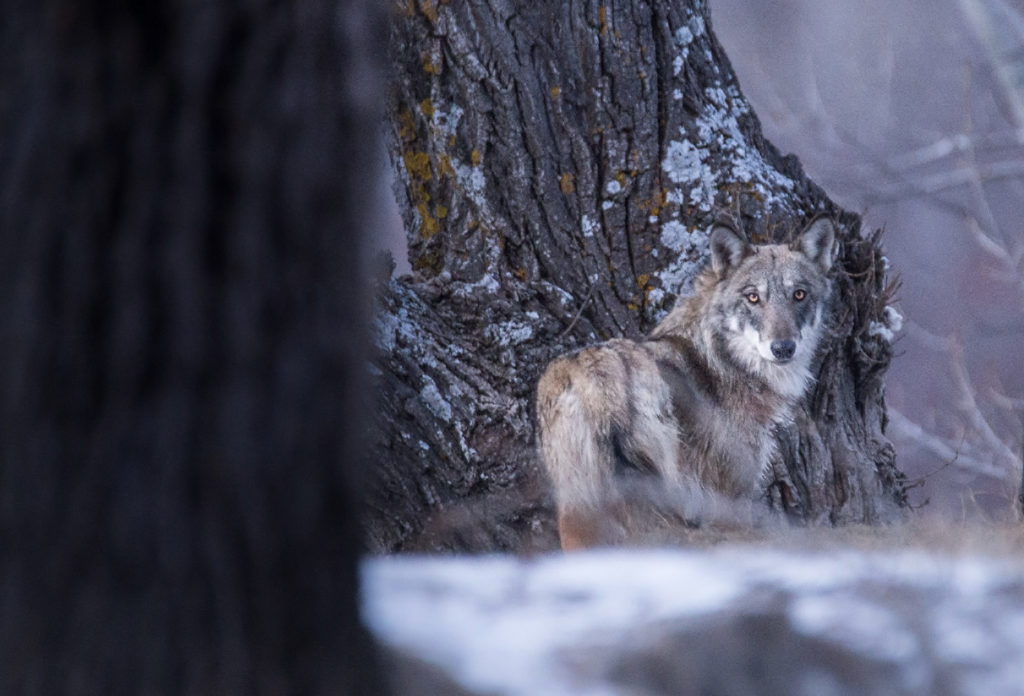 loup (Canis lupus) photographié dans les Alpes par Léo Gayola